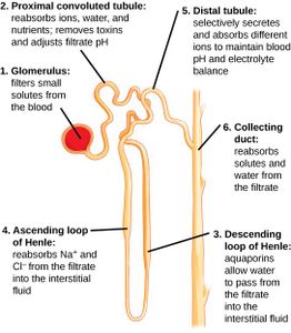 Which organ is responsible for filtering waste from the blood?