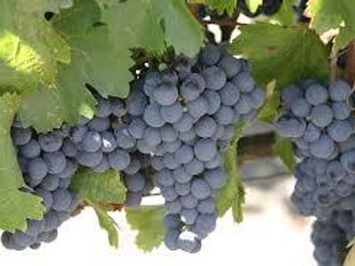 In which country did Malbec originate?