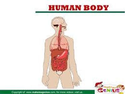 What does the digestive system do?