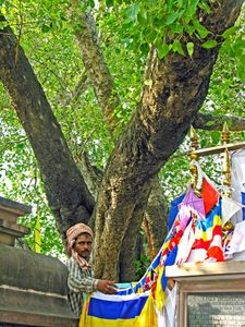 What is the name of the tree under which Siddhartha Gautama attained enlightenment?