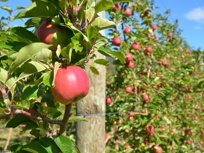 Which Spirit is made from apples?