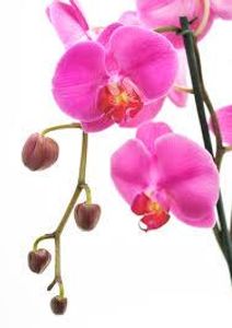 Orchid