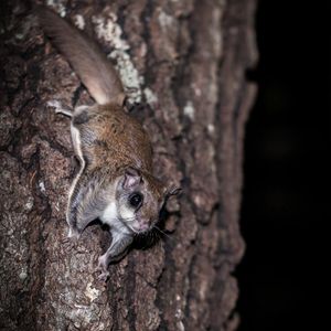 Which adaptation gives flying squirrels their name?