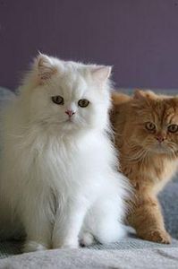 This is the most popular breed in the U.S. so you better know it! These cats have a luxurious, silky coat.