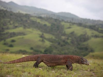 What is a dragons natural habitat?