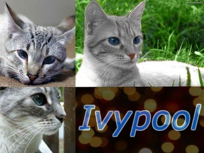 Question Four; Which Of These Events Did Ivypool Live To See?