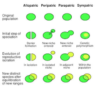 Which type of speciation occurs when populations of a species are separated by a physical barrier?