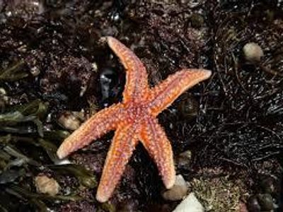 What is the primary diet of a sea star?