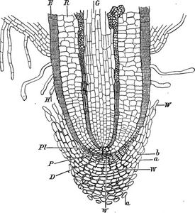 What is the outermost layer of plant cells called?