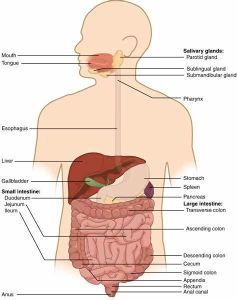 What is the purpose of the digestive system?