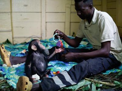 What is the best way to gain the trust of a chimp?