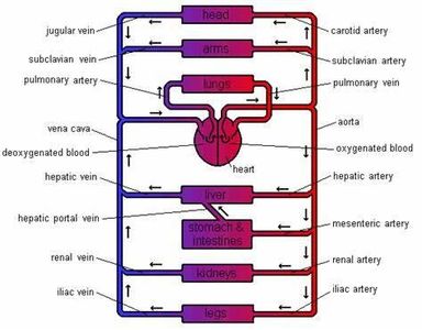 Which organ system is responsible for circulating blood throughout the body?