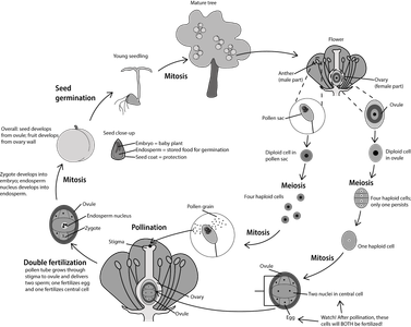 Which of these is NOT a part of the life cycle of angiosperms?