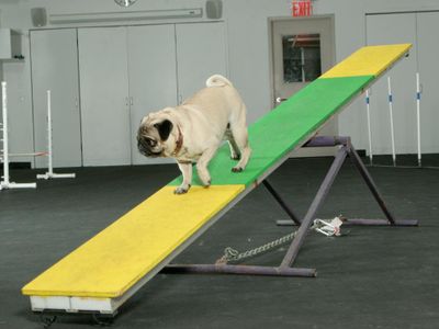 What is the goal of agility training?