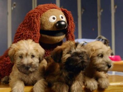 Does Rowlf play in the orchestra pit for The Muppet Show?