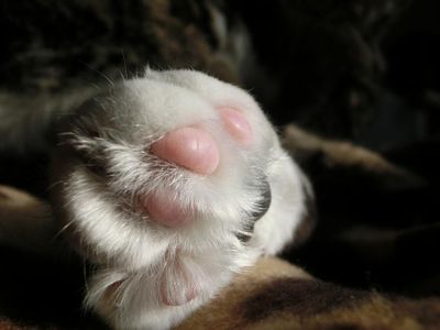 How many toes does a typical cat have on its front paws?