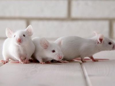 Can mice be kept together?