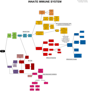 What is the role of the innate immune system?