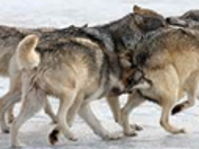 Are these wolves hunting, playing or travelling