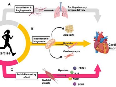 How does aerobic kickboxing improve cardiovascular health?