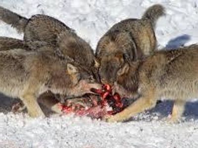 What are some animals wolves will eat?