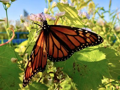 How fast can some butterflies fly?