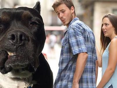 Which animal is associated with the 'Distracted Boyfriend' meme?