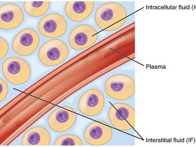 What is the fluid inside a cell called?