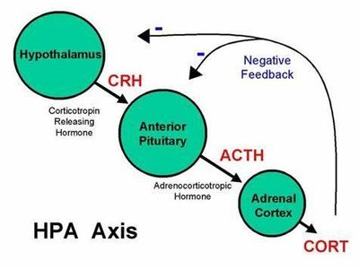 Which hormone is known as the 'stress hormone'?