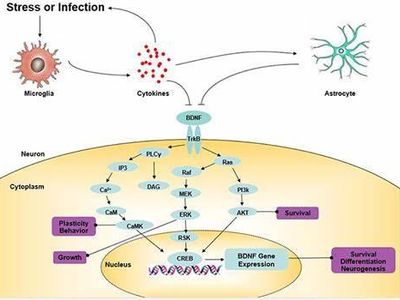 Which of the following can interfere with the natural secretion of melatonin?