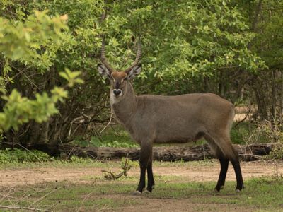 Which continent is famous for its stunning wildlife and safaris?