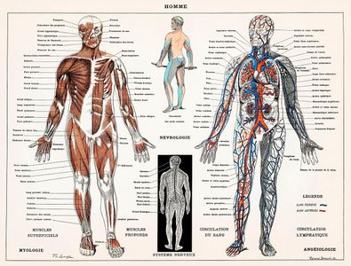 What exercise targets the triceps?