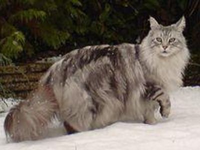 Easy one for starters! This is the biggest of all domestic cats, a stocky, well-built breed, with a trademark tabby "M" on their heads!