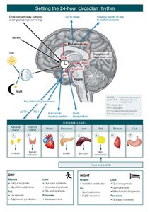 What hormone is released during sleep?