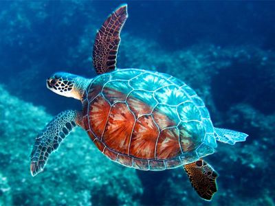 Which is another way some turtles can breathe?