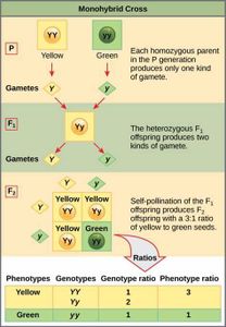 What is a Punnett square used for?