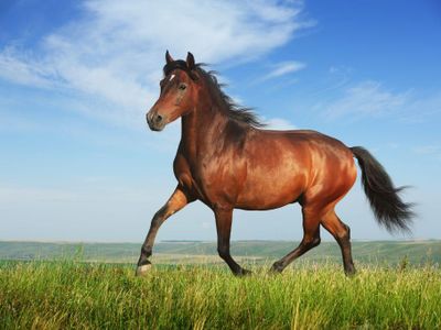 How can you be scared of a tiny dog and not of a domino horse? Trust me, I am like this, and domino horses are massive.