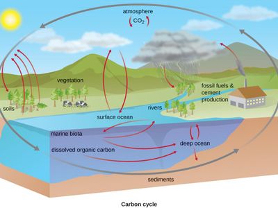 What is the process by which carbon is cycled between living organisms and the environment?