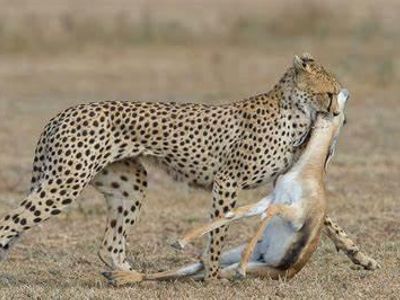 What is a cheetah's natural prey?