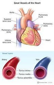 Which type of blood vessel carries blood away from the heart?