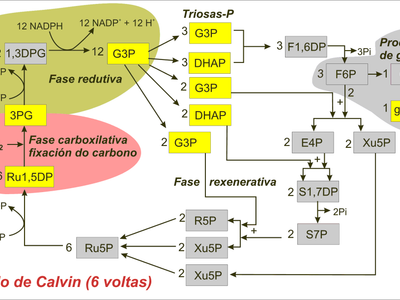 What is the initial step of photosynthesis called?