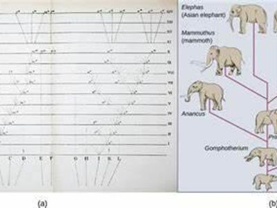 What term describes the process where new species form?