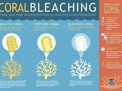 What is the main cause of coral reef bleaching?