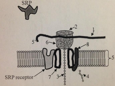 Based on the orientation of the structures shown in the diagram, the ER lumen would be