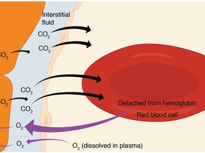 Which process involves the exchange of gases between the atmosphere and the lungs?