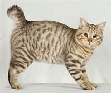 I am a sturdy, rugged-looking breed. I am a medium to large cat, with a short to dense coat. I originated in the late 1960's. What cat breed am I?