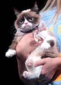 What animal is Grumpy Cat?