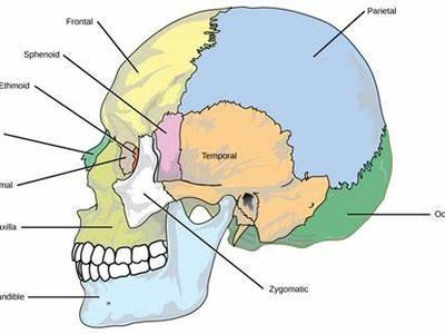 Which of the following is worn to protect a catcher's face and head?