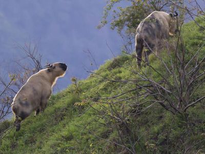 What is the largest land mammal in the world?