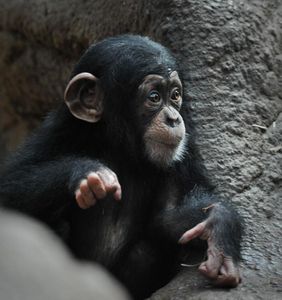 What is a baby chimpanzee called?